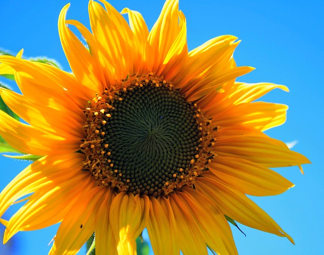 yellow-sunflower-403172_640