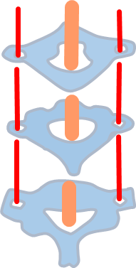 脊柱管,横突孔